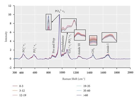 Average Preprocessed Spectra Of Ftir A And Raman B At Age Stages