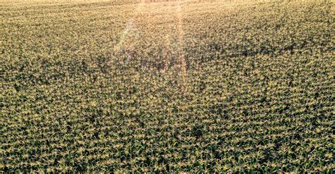 Agricultural Plantation Cropland · Free Stock Photo