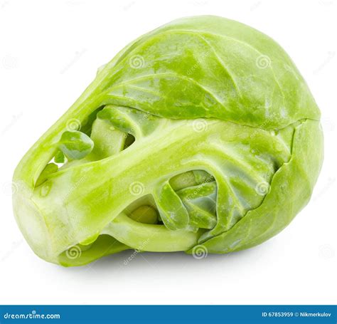 Brussel Sprout Stock Image Image Of Clean Single Round 67853959