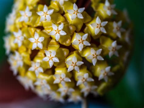 Hoya Inflorescencia Pelota Foto Gratis En Pixabay Pixabay