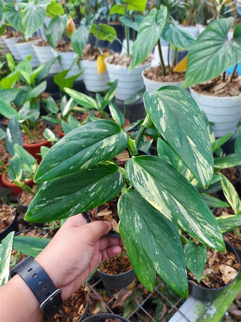 Monstera Standleyana Yellow Varigated Bina Tropicals