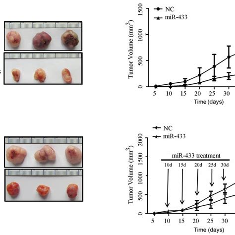 Effects Of Mir On The Growth Of Tumor Cell Xenografts In Nude Mice