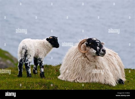 Irish black face sheep with lamb coast sea cliffs Stock Photo - Alamy