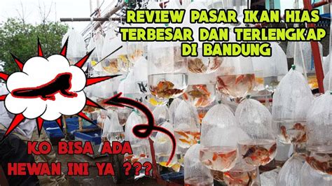 Pasar Ikan Hias Terbesar Dan Terlengkap Di Bandung Youtube