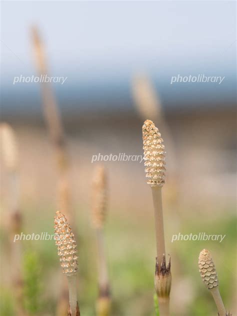 春の野原の土筆 写真素材 [ 3084771 ] フォトライブラリー Photolibrary