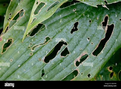 Slug Or Snail Damaged Hosta Leaf England Uk Stock Photo Alamy