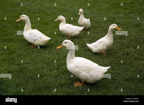 Aylesbury Duck Group Stock Photo - Alamy