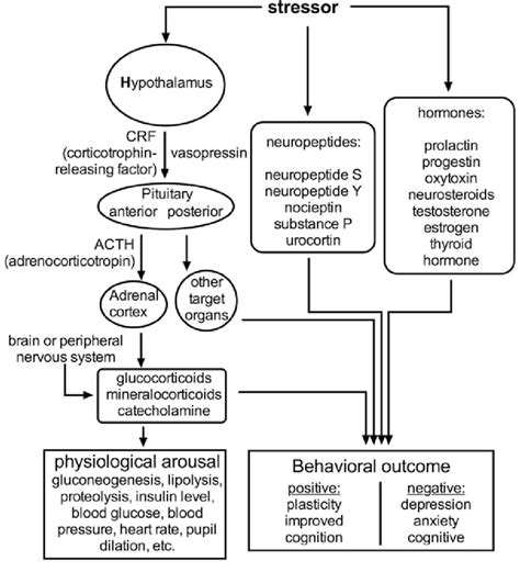 Simplified Summary Of The Stress Response Network Both The Hpa Axis