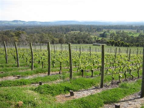 View Over Vines In Early Spring At Grey Sands ⋆ Grey Sands Vineyard