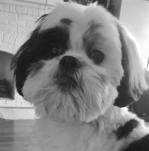 Shih Tzu Dog - Meet Finn