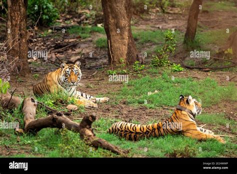 Wild Bengal Tigers Or A Mating Pair With Radio Collared In Naural Green Trees Background After