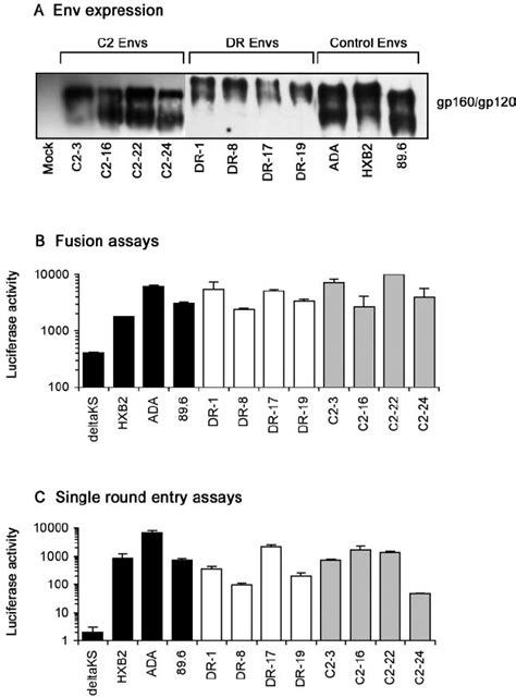 Expression And Functional Activities Of Env Clones A Western Blot