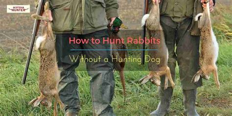 What Dogs Are Good For Hunting Rabbits