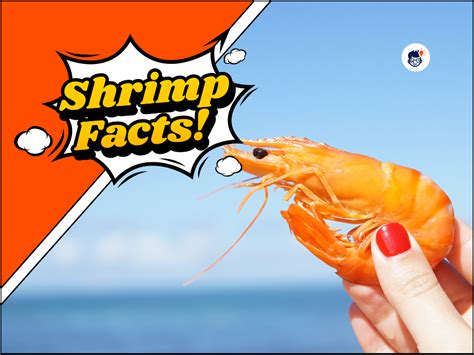 45 Shrimp Facts: You Didn't Know About These Tiny Crustaceans