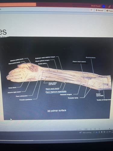 Human Anatomy Midterm Flashcards Quizlet