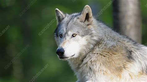 Grey Wolf Howling Stock Video Clip K0033334 Science Photo Library