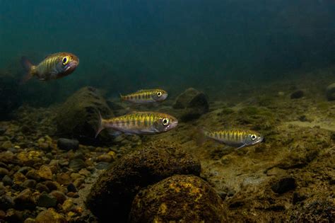 8 Beautiful Photos Of The Salmon Run In British Columbia News