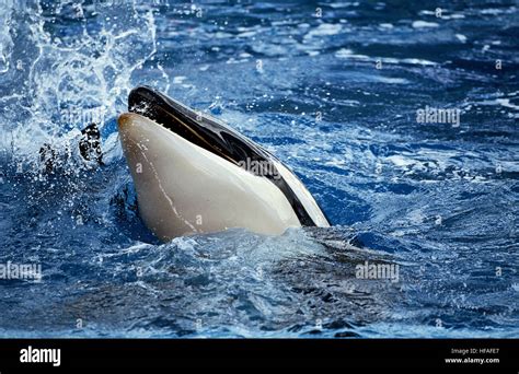 Killer Whale Orcinus Orca Head Of Adult Emerging From Water Stock