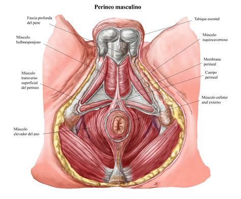 Rehabilitacion Perineal Despues Del Parto Ejercicios Para El Suelo Pelvico