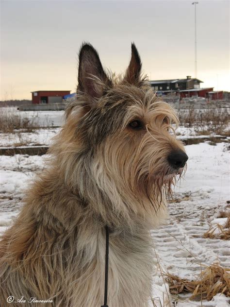 Dennis The Berger Picard Dog Breeds Herding Dogs Pet Dogs