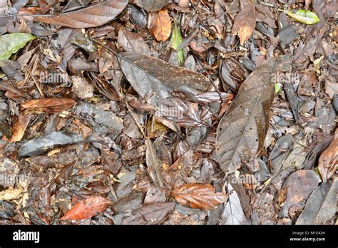 Nutrient Rich Forest Floor Hi Res Stock Photography And Images Alamy