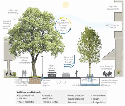 A4 Spotlight The Increasing Importance Of Street Trees A4