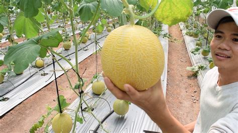 Melon Harvesting Nature House Youtube