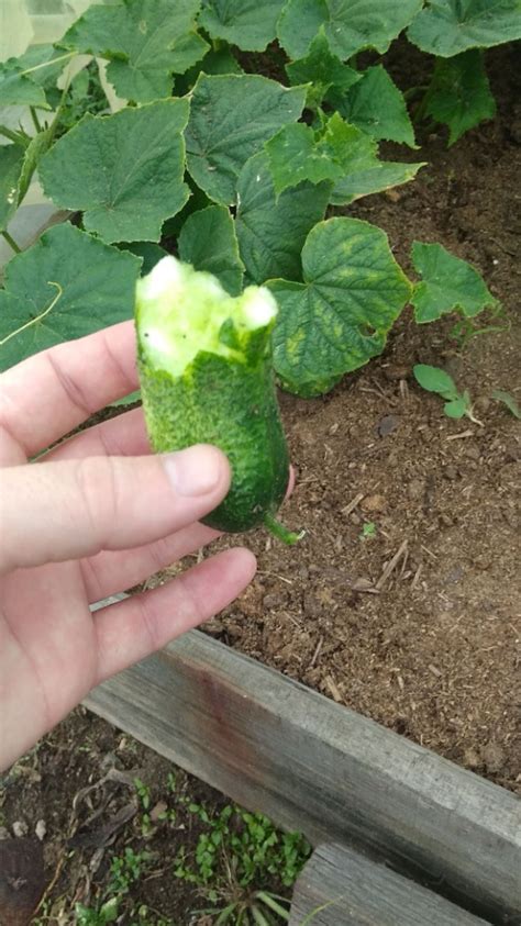 Create Meme Planting Cucumbers Harvest Cucumbers M The Cucumber