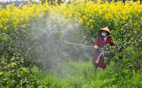 四川眉山惊蛰时节春耕春管忙