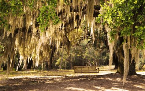 Facts About Savannah Moss Trees - Top Tree Service Company