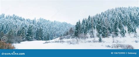 Snowy Pine Forest Panorama at High Tatra Mountains, Slovakia Stock ...