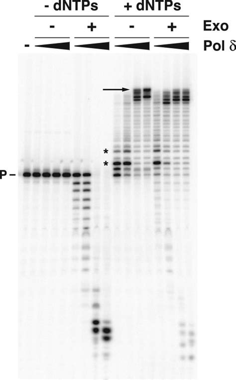 Exonuclease activity of wild type and mutant Pol . Exonuclease activity ...