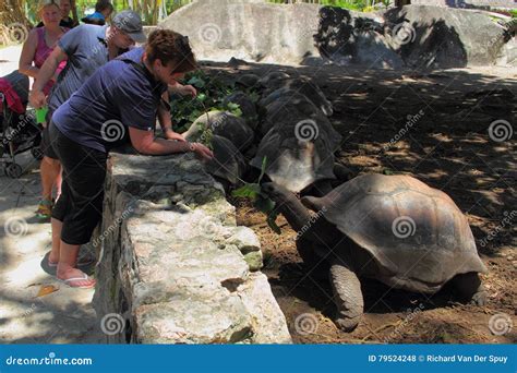 Tourists Feed The Giant Tortoises Of The Seychelles On La Digue Island