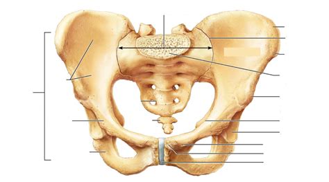 Bony Pelvis Diagram Quizlet