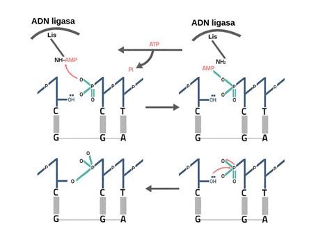 Ligación Labster