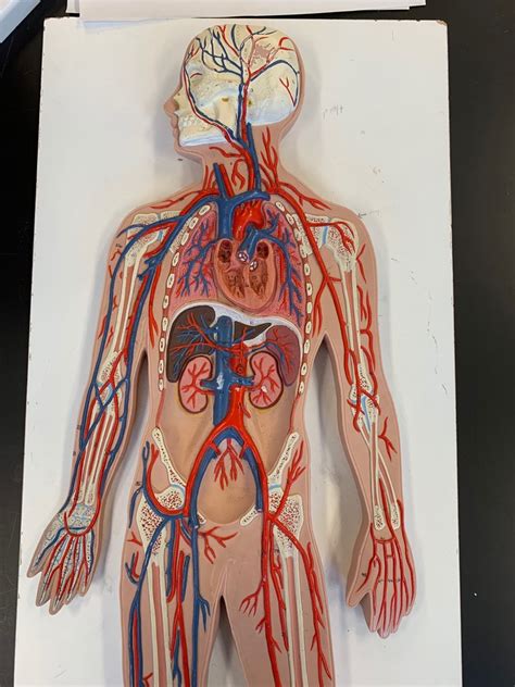 Artery Vein Model Diagram Quizlet