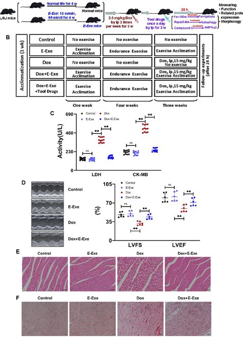 Figure 1 From Endurance Exercise Preconditioning Alleviates Ferroptosis