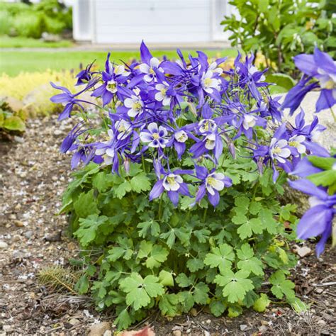 Aquilegia Caerulea Kirigami™ Deep Blue And White Perennial Resource