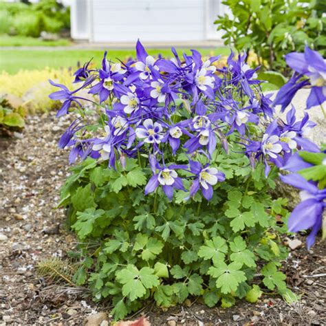 Aquilegia Caerulea KIRIGAMI Deep Blue White Walters Gardens Inc