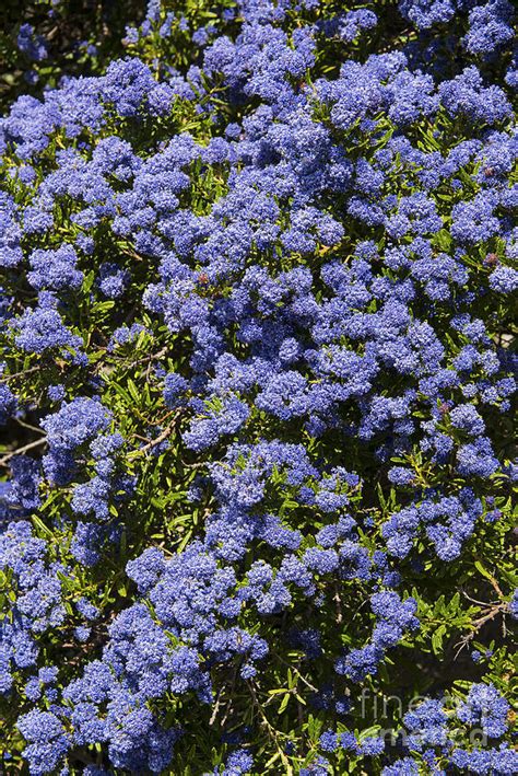 Blue Ceanothus Tree Photograph By Bob Phillips Fine Art America