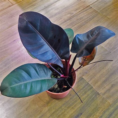 Philodendron Black Cardinal Plant Abana Homes