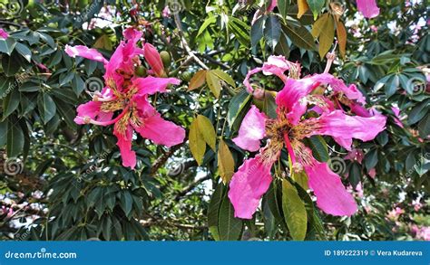 Flowering Cotton Tree Ceiba Pentandra Among The Green Foliage Are