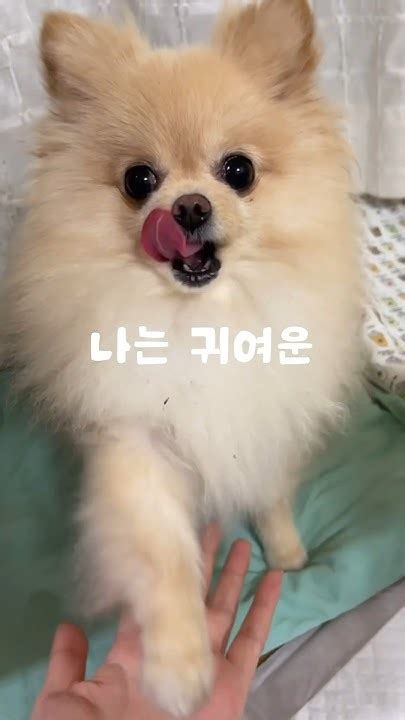 나는 귀여운 강아지 Shorts 강아지 Dog 강아지일상 루름리 반려견 차노을 Pomeranian 포메 귀여운