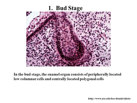 Development Of Tooth And Ppt Download