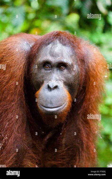 SABAH MALAYSIAN BORNEO 18 Year Old Orangutan Pongo Pygmaeus