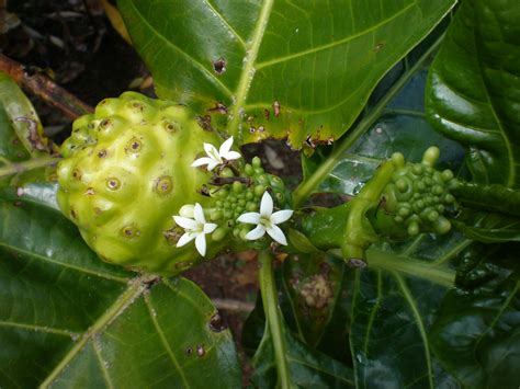 Noni Morinda Citrifolia Flowers And Fruit Keaiwa Heiau Flickr