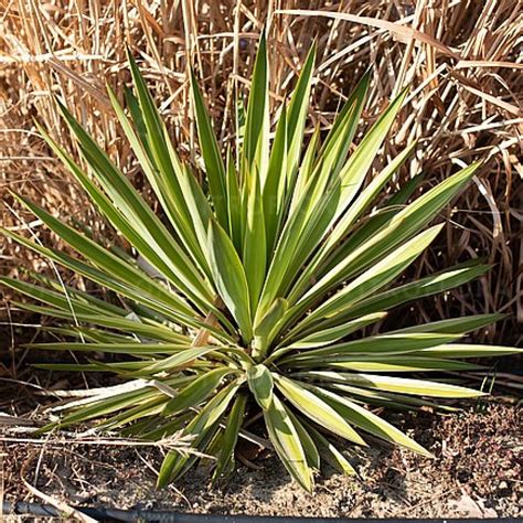 Yucca gloriosa Variegata Juka Byliny Pozostałe Centrum