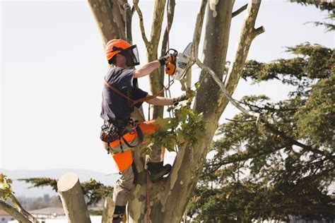 Comment Couper Un Arbre Dans Son Jardin