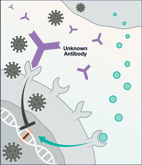 SPIKE PROTEIN ANTIBODY Fc DOMAIN AND CD32B – WMC Research