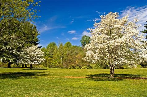 Dogwood Trees in Bloom stock image. Image of blossom, grass - 2148623